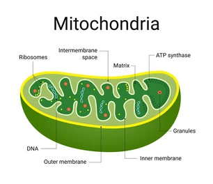 mitochondrial function metabolism