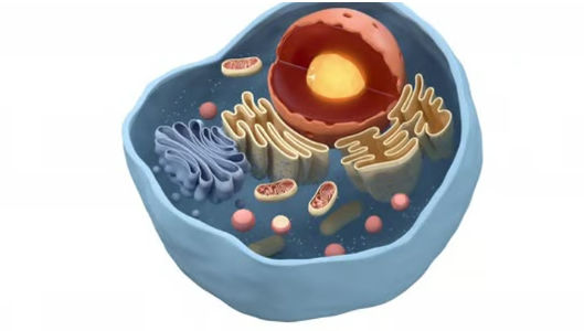 mitochondria cellular powerhouses weight loss